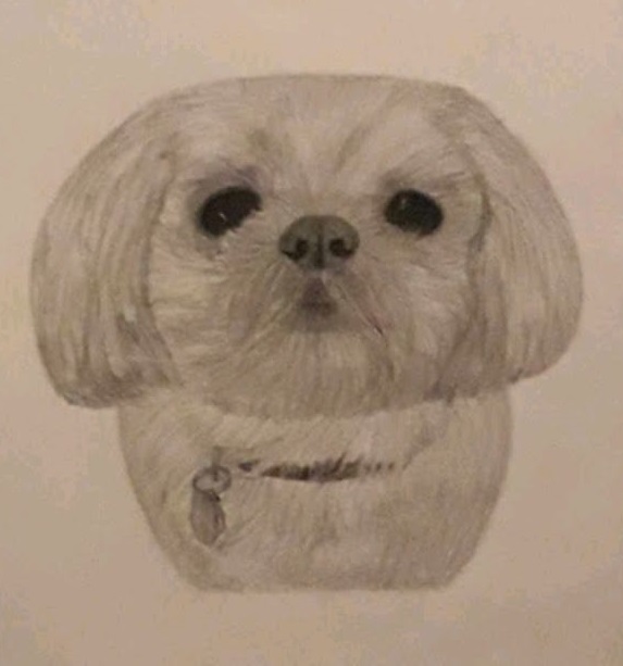 Luci